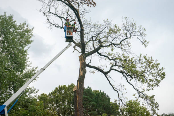 Best Commercial Tree Services  in Powers Lake, WI