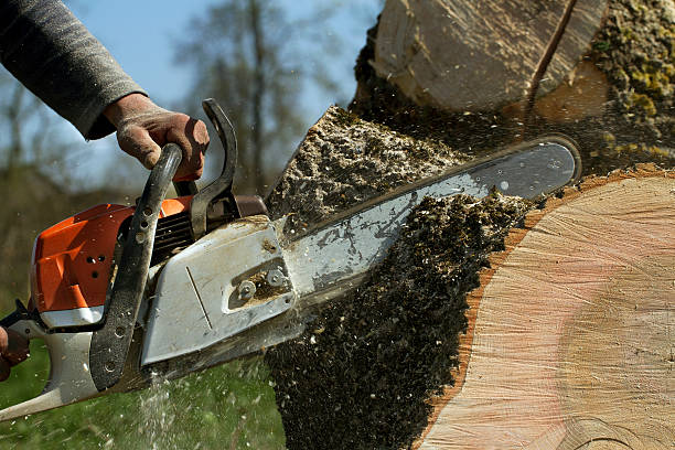 Professional Tree Removal in Powers Lake, WI